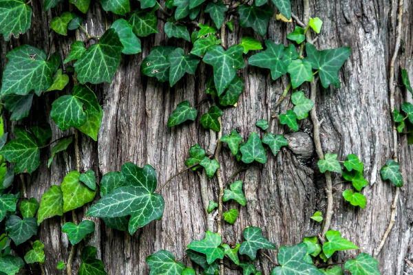 bluszcz, zielone liście z wąskim paskiem, jej ozdobą są jej pędy, niewielkie rozmiary liści