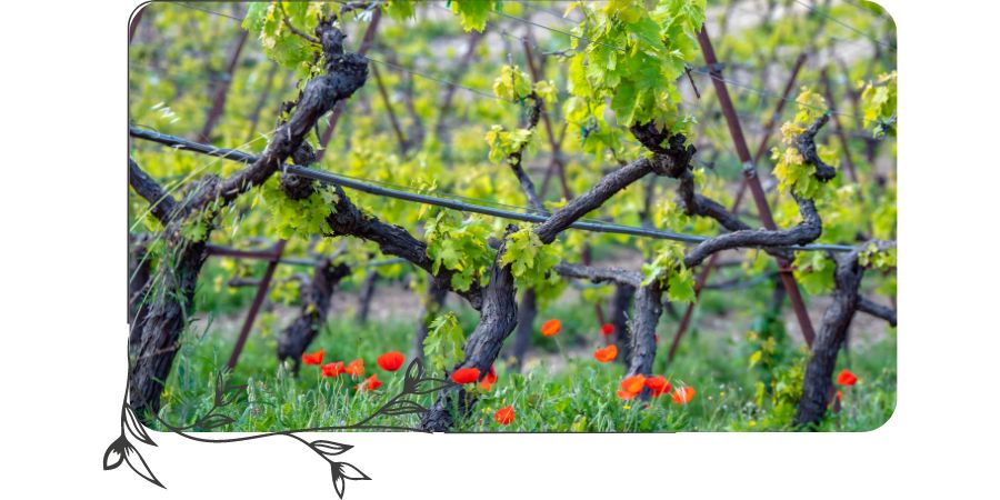 główne cięcie winorośli - jak zabrać się do przycinania winorośli?