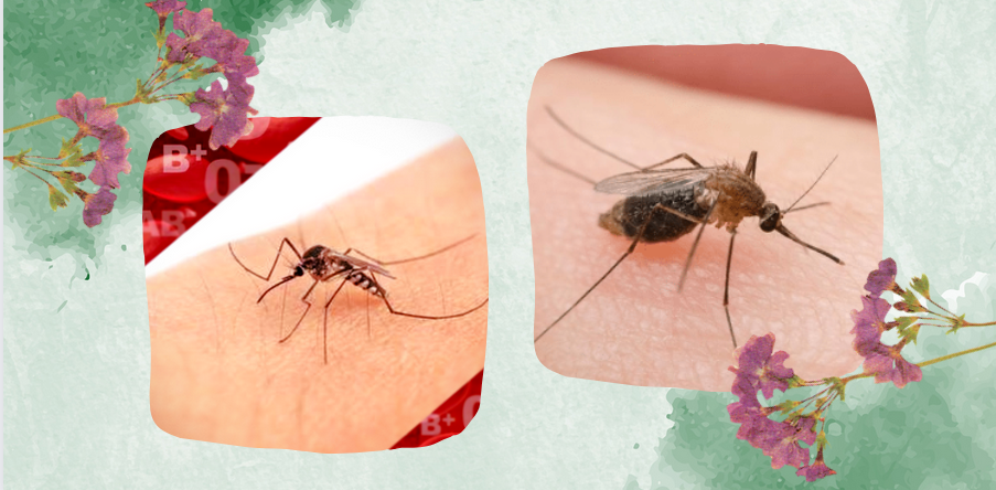 uciążliwe komary