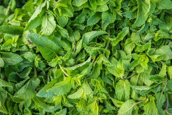 zioła, takie jak mięta, mogą posłużyć do zrobienia mieszanek zapachowych